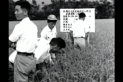 高雄縣第一期水稻改良技術觀摩會