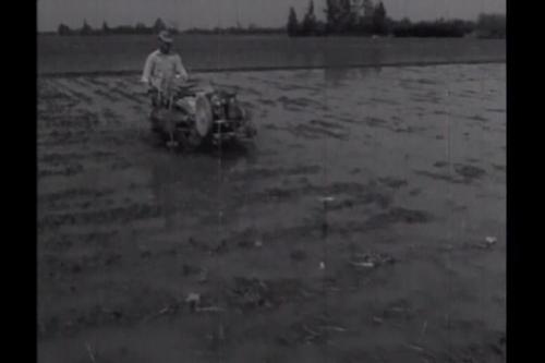 亞太九國農業專家參觀水稻種植