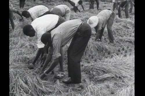 非洲農業人員學種水稻